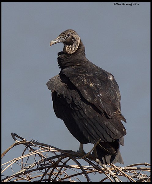 _6SB9682 black vulture.jpg